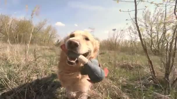 Golden Retriever Hund Geht Spazieren Und Spielt Mit Dem Entenspielzeug — Stockvideo