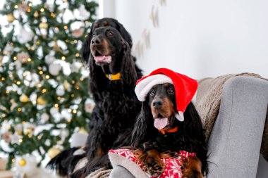 Noel zamanı koltukta oturan iki sosisli Noel Baba şapkası takmış, Noel ağacı takıyor ve yılbaşında arka planda ışıklar yanıyor. Yılbaşı tatilinde birlikte köpek besleriz.