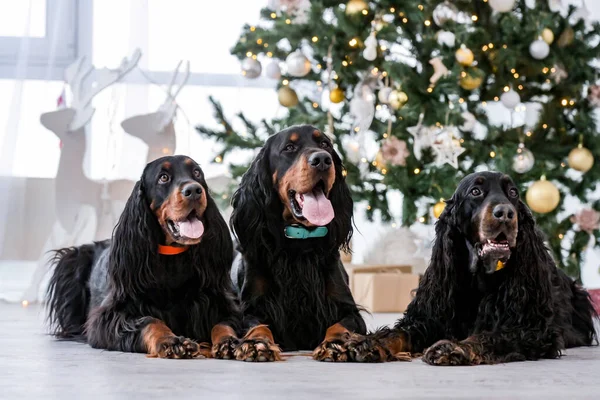 Three Setter Dogs Christmas Time Lying Floor Close Festive Tree — Stock Photo, Image