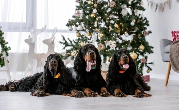 Três Cães Caça Tempo Natal Deitado Chão Perto Árvore Festiva — Fotografia de Stock