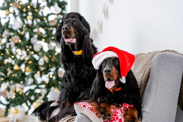 Dois Cães Caça Natal Sentados Sofá Usando Chapéu Papai Noel — Fotografia de Stock