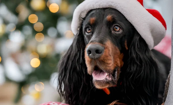 Cão Caça Bonito Época Natal Usando Chapéu Papai Noel Retrato — Fotografia de Stock