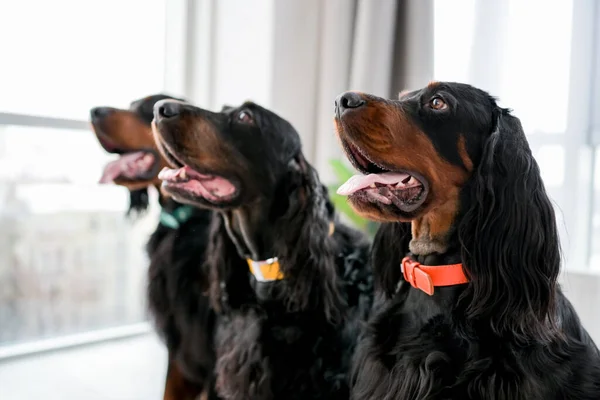 Tres Perros Setter Sentados Con Boca Abierta Tonque Fuera Cerca —  Fotos de Stock