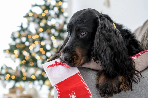 Cão Caça Bonito Época Natal Segurando Meia Natal Sua Boca — Fotografia de Stock