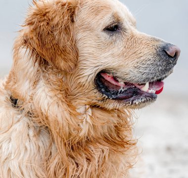 Sevimli köpek golden retriever cinsinin portresi. Yakından.