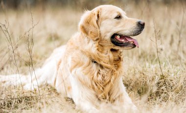 Sevimli Golden Retriever köpeği Sonbaharda açık havada