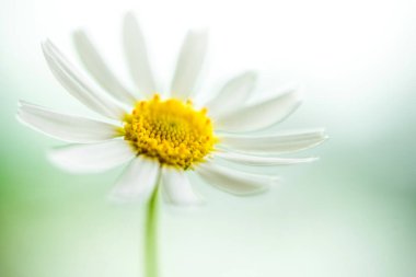 Güzel papatya çiçeği mavi arka planda