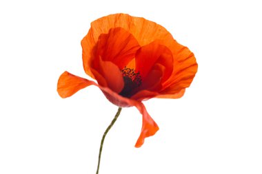 Red poppy flower isolated on a white background clipart