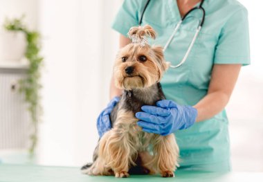 Veteriner kliniğindeki randevunda tatlı Yorkshire teriyeri köpeği.