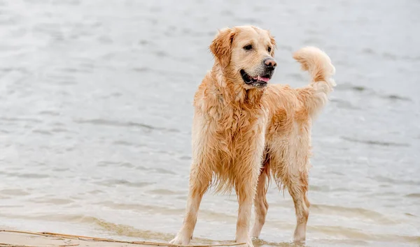 Güzel Golden Retriever Köpeği Yüzdükten Sonra Sahilde — Stok fotoğraf