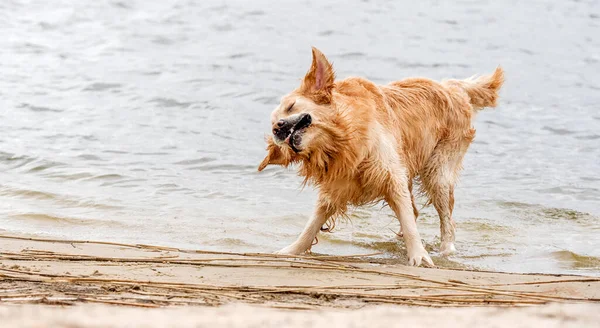 Cute Golden Retriever Dog Shakes Out Beach Swimming — Stock Photo, Image