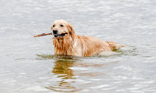 Schöner Golden Retriever Hund Schwimmt Mit Holzstab — Stockfoto
