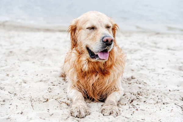 Porträt Der Entzückenden Hunderasse Golden Retriever Mit Geschlossenen Augen Strand — Stockfoto