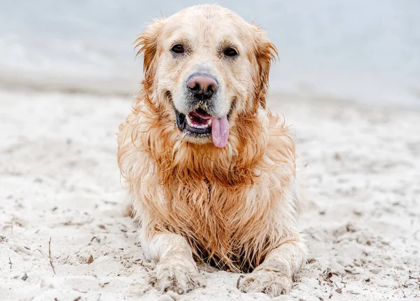 Schöne Portrait Von Hund Golden Retriever Rasse Mit Nassem Fell — Stockfoto