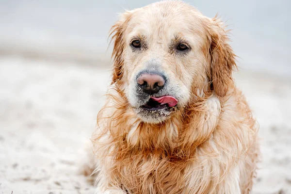 Yüzdükten Sonra Islak Kürklü Köpek Golden Retriever Cinsinin Komik Portresi — Stok fotoğraf