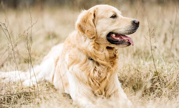 Adorável Cão Golden Retriever Livre Outono — Fotografia de Stock