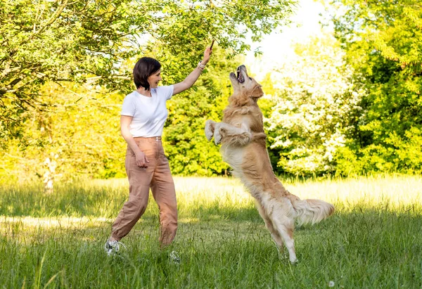 Girl Training Golden Retriever Dog Outdoors — ストック写真