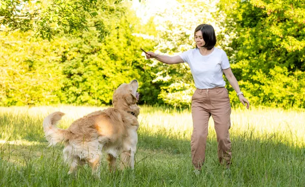 Girl Training Golden Retriever Dog Outdoors — Stok fotoğraf