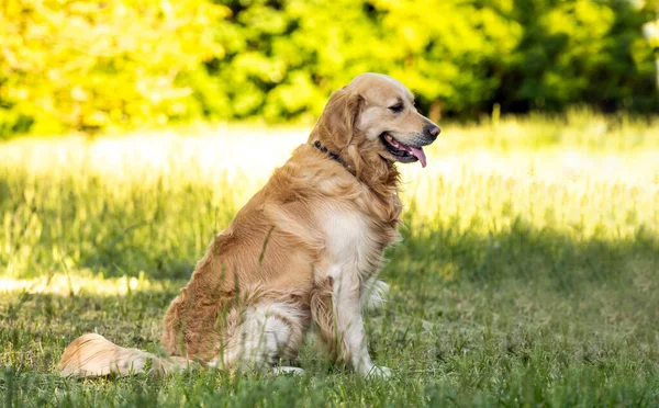Güzel Golden Retriever Köpeği Çimlerin Üzerinde Oturuyor — Stok fotoğraf