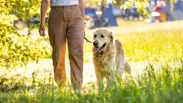 所有者と屋外で歩く黄金のレトリバー犬 — ストック写真
