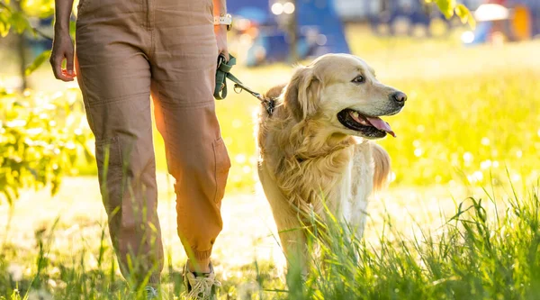 Golden Retriever Köpeği Sahibi Ile Dışarı Çıkıyor — Stok fotoğraf