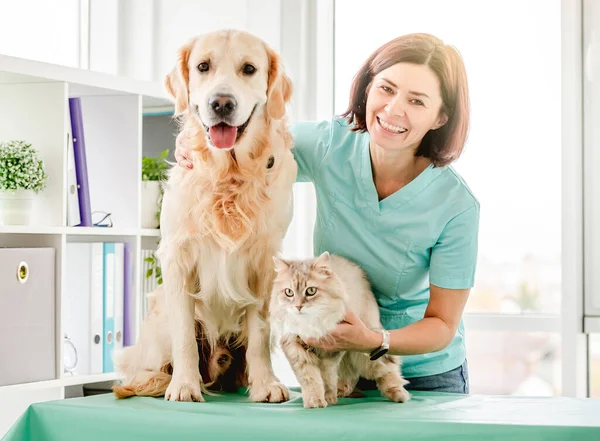 Χαμογελαστή Γυναίκα Κτηνίατρος Σκυλί Golden Retriever Και Χνουδωτή Γάτα Στην — Φωτογραφία Αρχείου