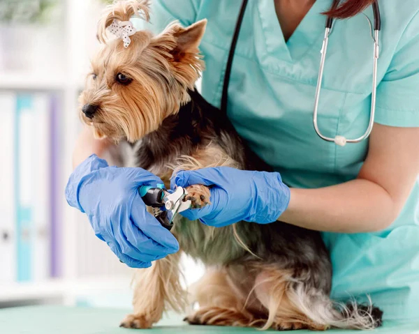 獣医学クリニックにおけるヨークシャーテリア犬の爪切り — ストック写真