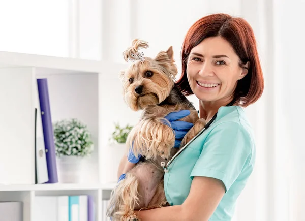 Yorkshire Terrier Händerna Leende Veterinär Kvinna Utnämning Veterinärkliniken — Stockfoto