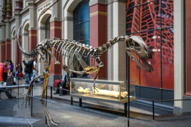 Belin, Germany - 20 December 2022: Main hall of Berlin museum of natural with skeletons of dinosaurs. Exhibition on prehistoric bones on dinosaurs.