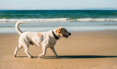 Köpek deniz kıyısında yürüyor. Okyanus kıyısında dalgalarla koşan sevimli beyaz evcil köpek.