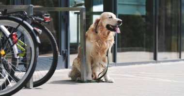 Golden retriever köpeği süpermarketin yanındaki caddede bekliyor. Safkan evcil köpek bisiklet parkının yanında tek başına oturuyor.