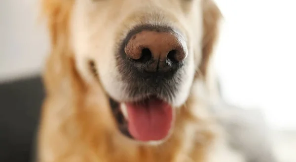 黄金猎犬看着相机在家庭特写的肖像 室内纯种宠物狗拉布拉多犬 — 图库照片