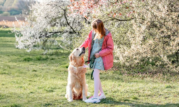 Girl petting golden retriever dog walking outdoors in spring park with blossom trees. Pretty female child kid with pet doggy labrador at nature with flowers in sunny day