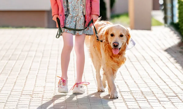 Girl with golden retriever dog walking outdoors in sunny day in city. Female child kid legs and pet doggy labrador on lace at street