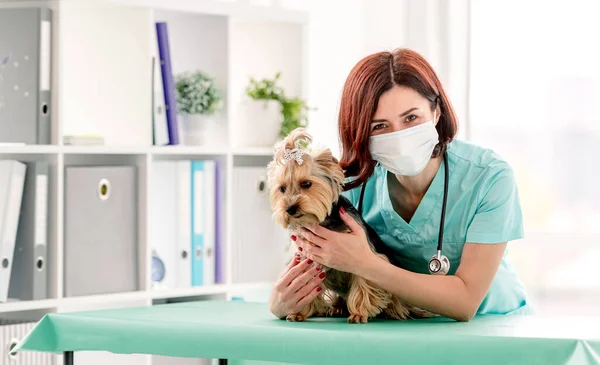 Mulher Veterinária Máscara Médica Abraçando Yorkshire Cão Terrier Armário Durante — Fotografia de Stock
