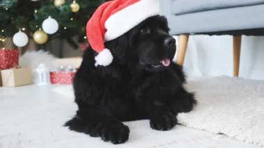 Newfoundland köpeği Noel Baba şapkasıyla süslenmiş Noel ağacı arka planında evde