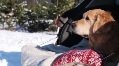 Golden retriever köpeği kar ormanlarında arabanın bagajında oturur. Safkan evcil hayvan labradoru doğadaki araçta..