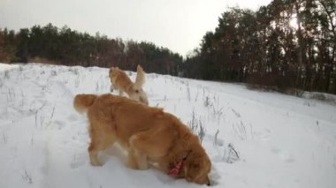 Kışın kar altında koşan Golden Retriever köpekleri ve kamerayla fotoğraf çeken kız sahipleri. Genç bir kadın, soguk mevsimde odunlarda safkan köpek yakalıyor.