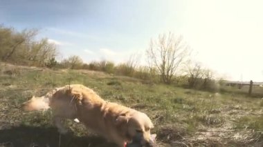 Golden retriever köpeği koşuyor ve ördek oyuncağıyla oynuyor.