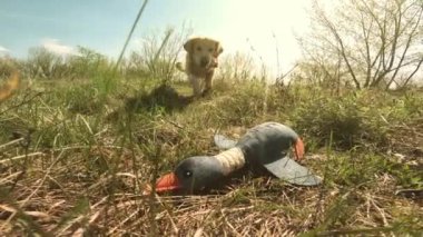 Golden retriever köpeği koşuyor ve ördek oyuncağıyla oynuyor.