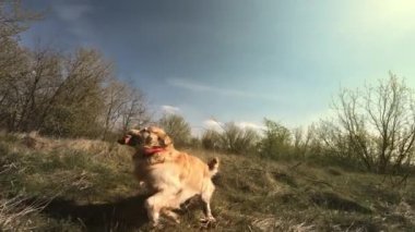 Golden retriever köpeği koşuyor ve ördek oyuncağıyla oynuyor.