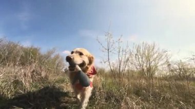 Golden retriever köpeği dışarıda geziyor ve ördek oyuncağıyla oynuyor.