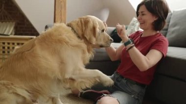 Golden Retriever köpeği, evdeki kız sahibinin ellerinde yiyecek bulmaya çalışıyor. Genç bir kadın safkan köpekle oynuyor ve besleniyor.