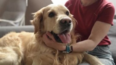 Golden Retriever 'ın köpek suratlı yüzü, kız sahibinin onu okşamasından zevk alıyor. Safkan evcil köpeği olan genç bir kadın.
