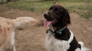 İngiliz Setter köpeği ile golden retriever köpeğini köpek gezdirme sahasında yetiştiriyor, sahibi köpeklerini besliyor.
