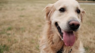 Şirin köpek ağızlığı, güzel golden retriever köpeği Açık havada