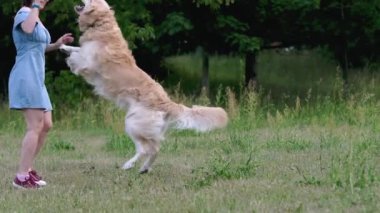 Golden retriever köpeği doğada güzel bir kızla oynuyor. Safkan köpek atlayışı ve parkta gülümseyen genç bir kadın.