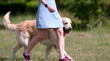 Güzel Golden Retriever köpeğiyle gezen bir kız yaz günü açık havada