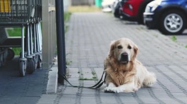 Güzel golden retriever köpeği süpermarketin yanındaki bir meydanda bekliyor.