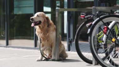 Golden retriever köpeği süpermarketin yanındaki caddede bekliyor. Safkan evcil köpek tek başına oturuyor ve dışarı bakıyor.